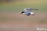 Whiskered Tern (Chlidonias hybridus)