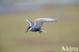 Whiskered Tern (Chlidonias hybridus)