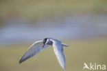 Whiskered Tern (Chlidonias hybridus)