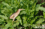 Little Bittern (Ixobrychus minutus)