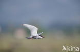 Whiskered Tern (Chlidonias hybridus)