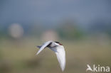 Whiskered Tern (Chlidonias hybridus)