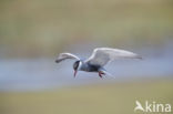 Whiskered Tern (Chlidonias hybridus)