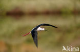 Steltkluut (Himantopus himantopus)