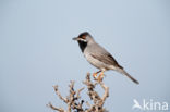 Rueppell s Warbler (Sylvia rueppelli)