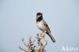 Rueppell s Warbler (Sylvia rueppelli)