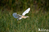 Squacco Heron (Ardeola ralloides)