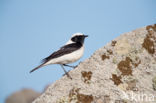 Oostelijke blonde tapuit (Oenanthe melanoleuca)