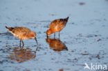 Krombekstrandloper (Calidris ferruginea)