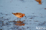 Krombekstrandloper (Calidris ferruginea)