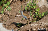 Little Crake (Porzana parva)