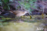 Little Crake (Porzana parva)