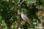 Olive-tree Warbler (Hippolais olivetorum)