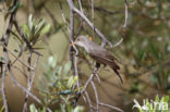 Olive-tree Warbler (Hippolais olivetorum)