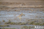 Eurasian Thick-knee (Burhinus oedicnemus)