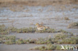 Eurasian Thick-knee (Burhinus oedicnemus)