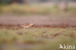 Eurasian Thick-knee (Burhinus oedicnemus)