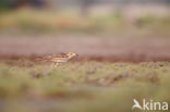 Eurasian Thick-knee (Burhinus oedicnemus)