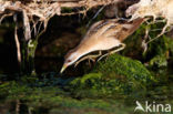 Little Crake (Porzana parva)