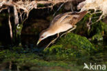 Little Crake (Porzana parva)