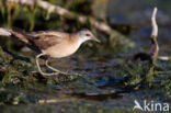 Little Crake (Porzana parva)