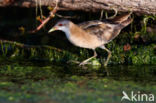 Little Crake (Porzana parva)