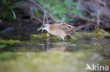 Little Crake (Porzana parva)