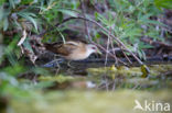 Little Crake (Porzana parva)