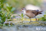 Little Crake (Porzana parva)