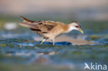 Little Crake (Porzana parva)