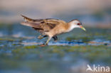 Little Crake (Porzana parva)