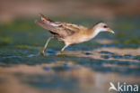 Little Crake (Porzana parva)