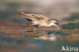 Little Crake (Porzana parva)