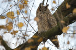 Long-eared Owl (Asio otus)