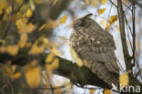 Long-eared Owl (Asio otus)