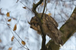 Long-eared Owl (Asio otus)