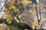 Long-eared Owl (Asio otus)