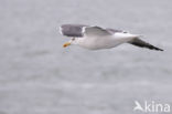 Zilvermeeuw (Larus argentatus)