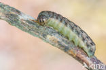 Large Yellow Underwing (Noctua pronuba)