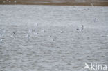 Dwergmeeuw (Larus minutus)