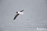 Dwergmeeuw (Larus minutus)