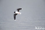 Dwergmeeuw (Larus minutus)