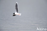 Dwergmeeuw (Larus minutus)