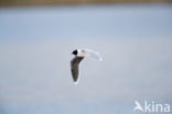 Dwergmeeuw (Larus minutus)