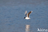 Dwergmeeuw (Larus minutus)