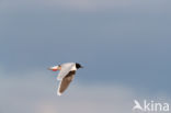 Dwergmeeuw (Larus minutus)