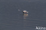 Little Gull (Larus minutus)