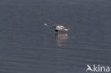 Dwergmeeuw (Larus minutus)