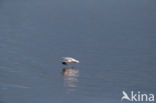 Dwergmeeuw (Larus minutus)