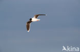 Dwergmeeuw (Larus minutus)